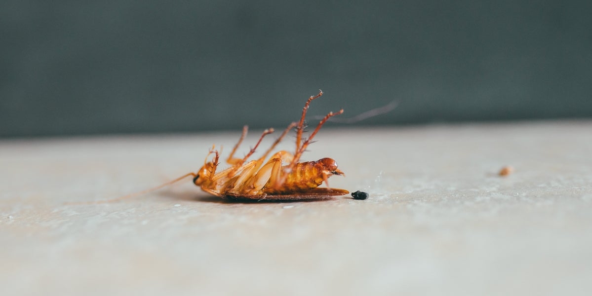 This 1 Common Household Item Actually Attracts Cockroaches