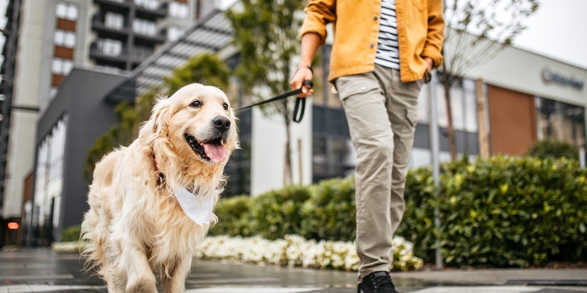 The 1 Thing You're Probably Doing On Walks That Drives Your Dog Nuts