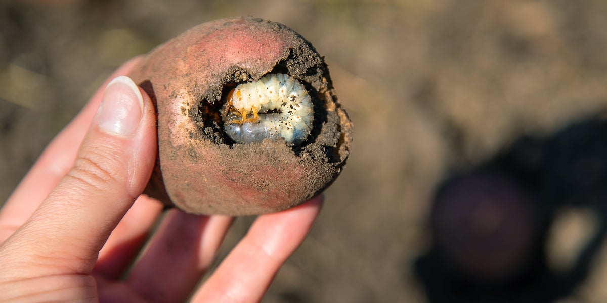 Yellow Patches On Your Grass? We've Got Grim Gardening News For You