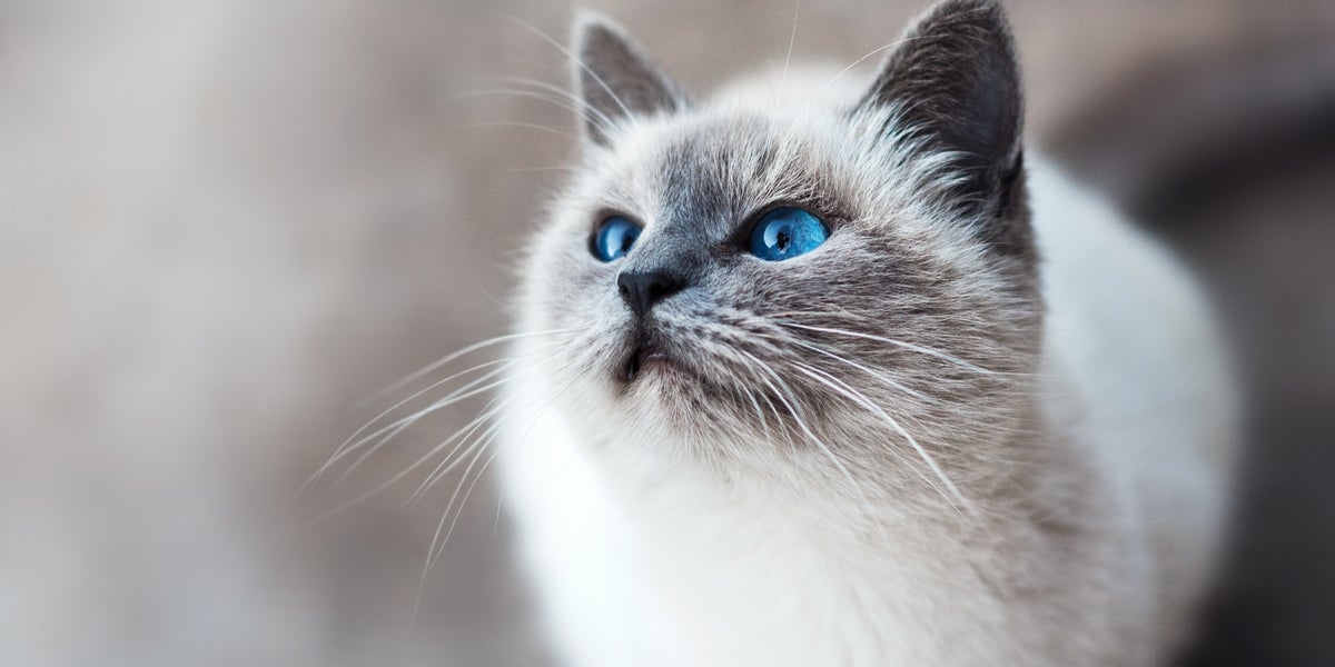 Cats Have Given Alzheimer's Scientists Hope For Breakthrough Research