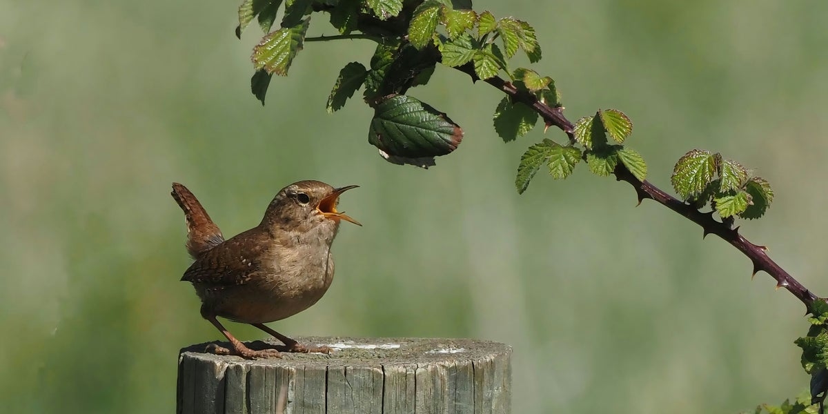How Birds Can Help Your Mental Health (You Won't Even Have To Leave The House)