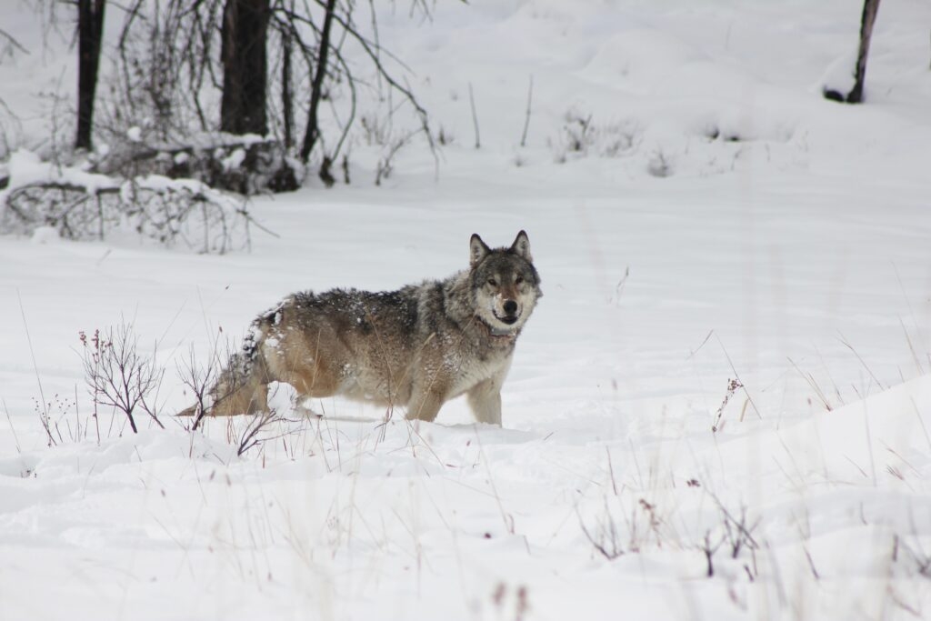 Introducing 'Howl': How wolf reintroduction into Yellowstone and Idaho changed the West forever