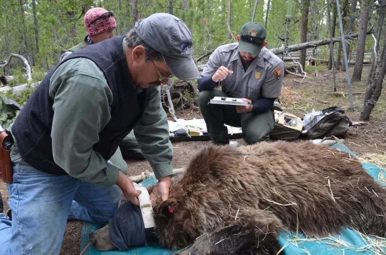 Yellowstone grizzly managers — dispersed, reduced by DOGE — shine little light on delisting battle