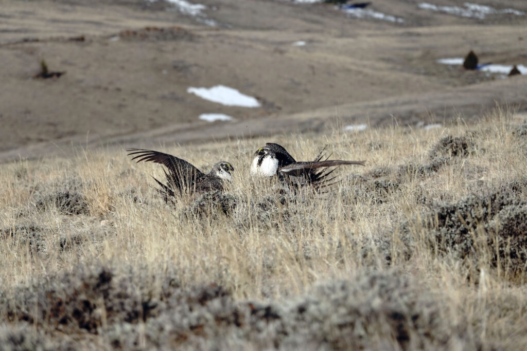 Lawsuit filed against permanent pipeline corridor in Idaho's Caribou-Targhee National Forest