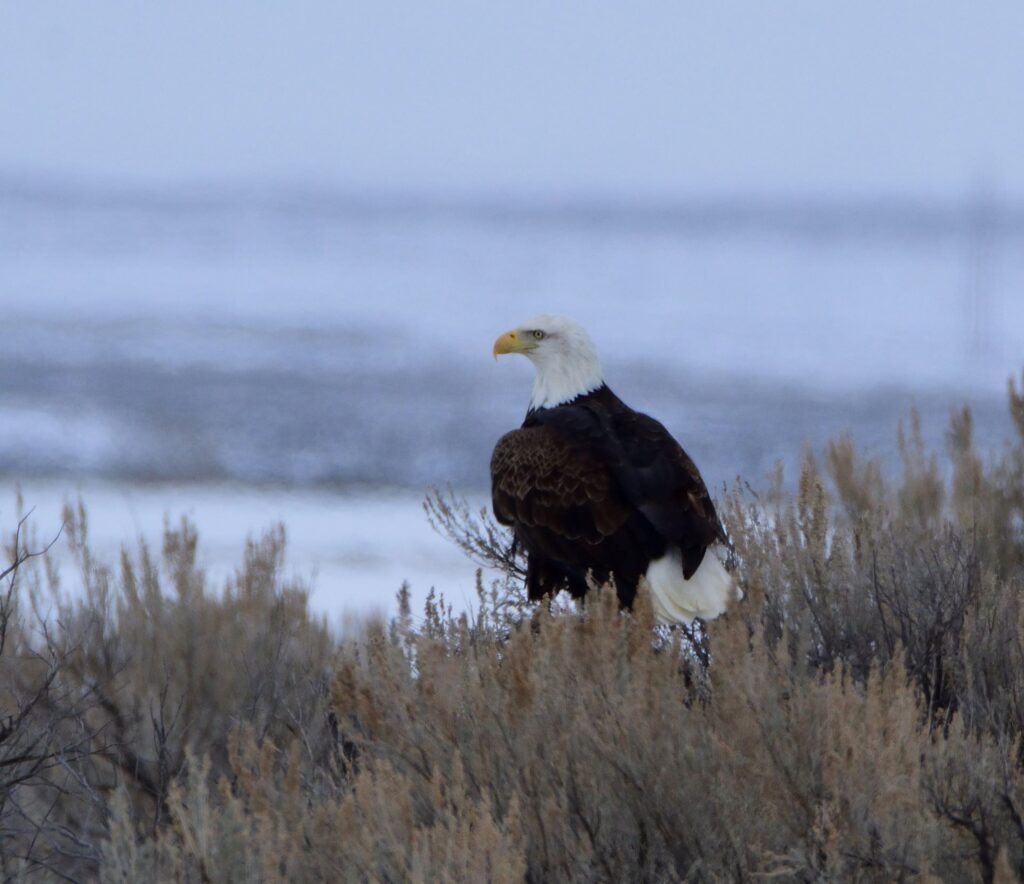 Idaho Senate calls for state to take over federal Camas National Wildlife Refuge