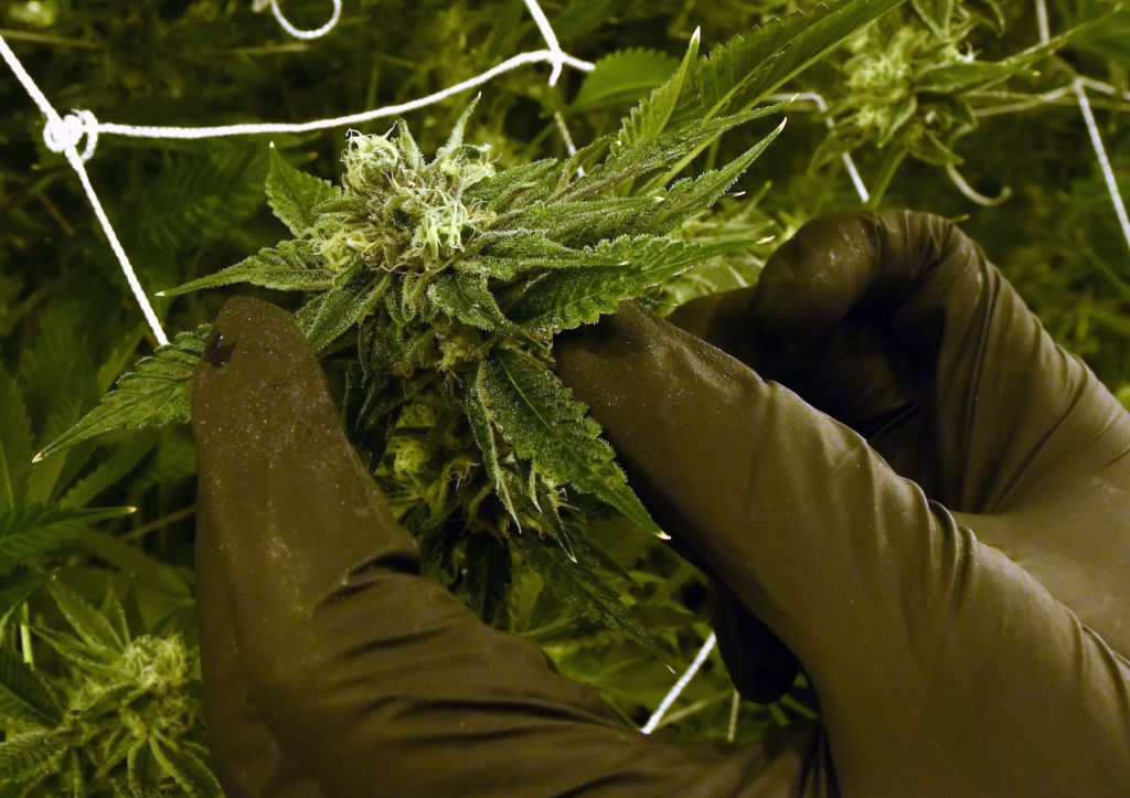 Idaho Senate signs off on proposed anti-marijuana constitutional amendment