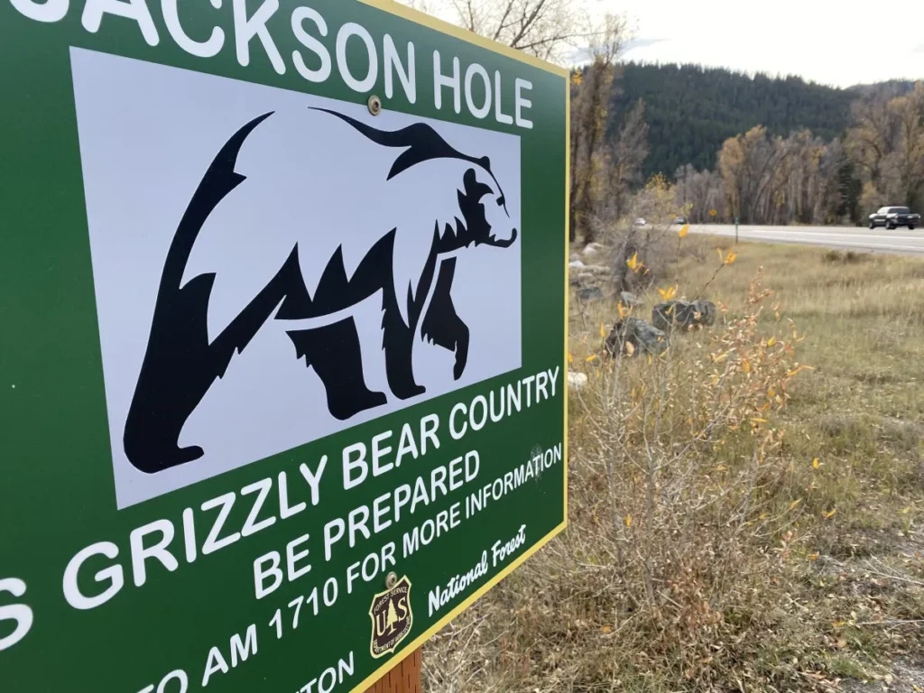 Speed unknown factor in death of Grizzly 1058, one of 399's offspring