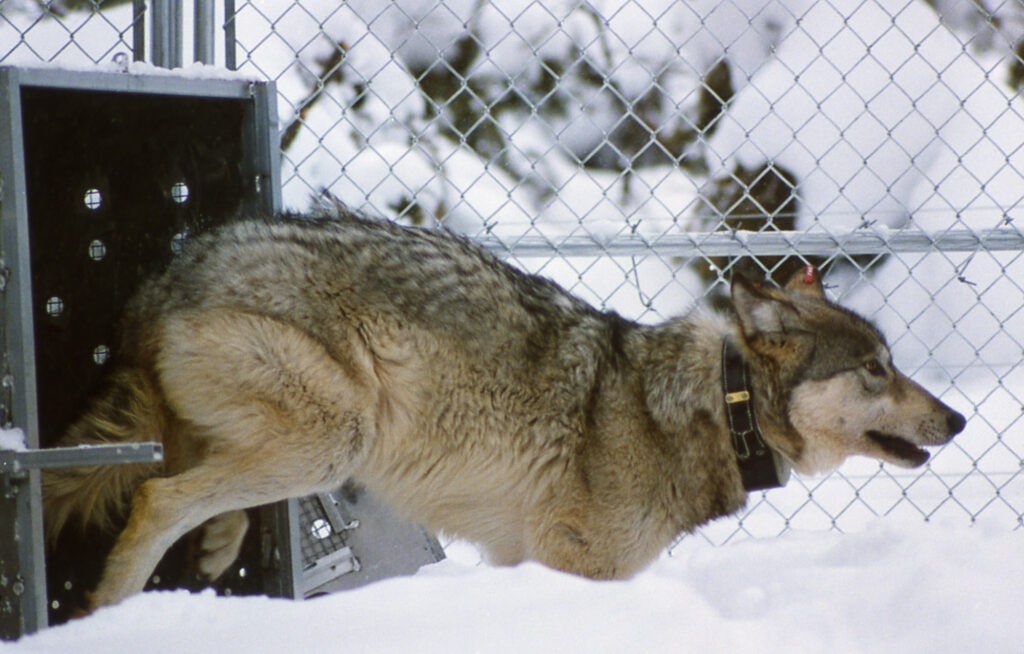 River of No Return: How the Nez Perce Tribe stepped in to save wolf reintroduction in Idaho