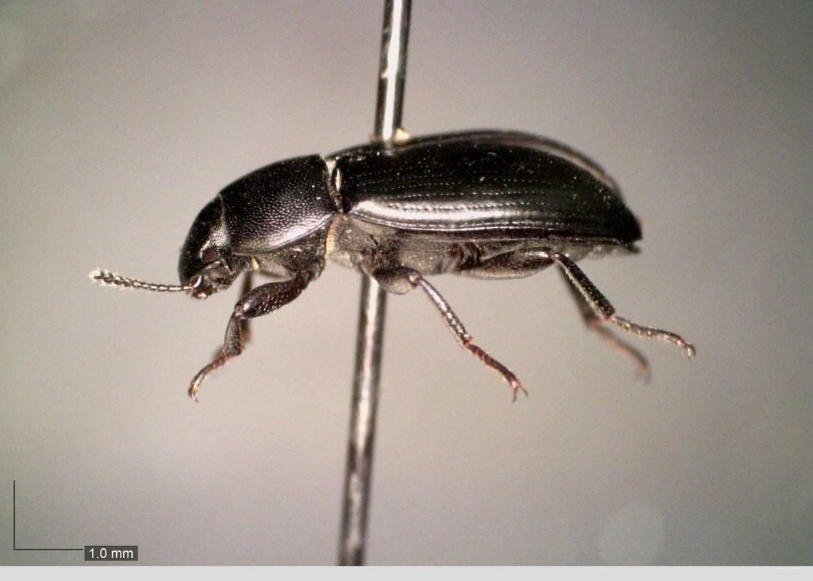 ‘Disgusting' larvae infestation in home led to beetle discovery near Boise