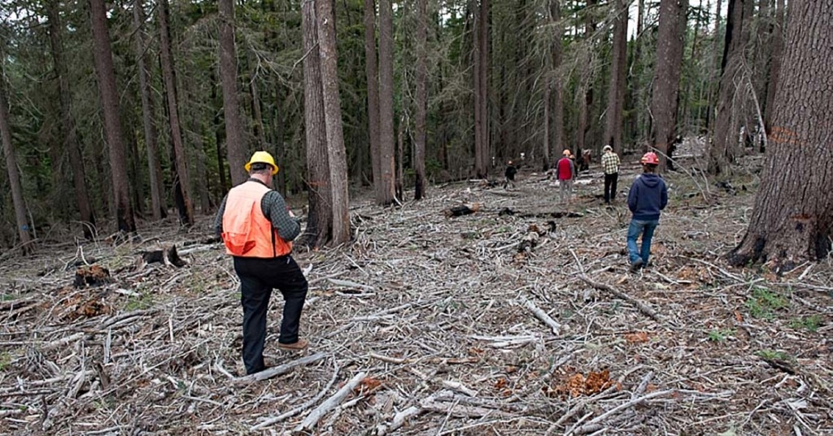Forest Service using the threat of wildfires to meet timber targets