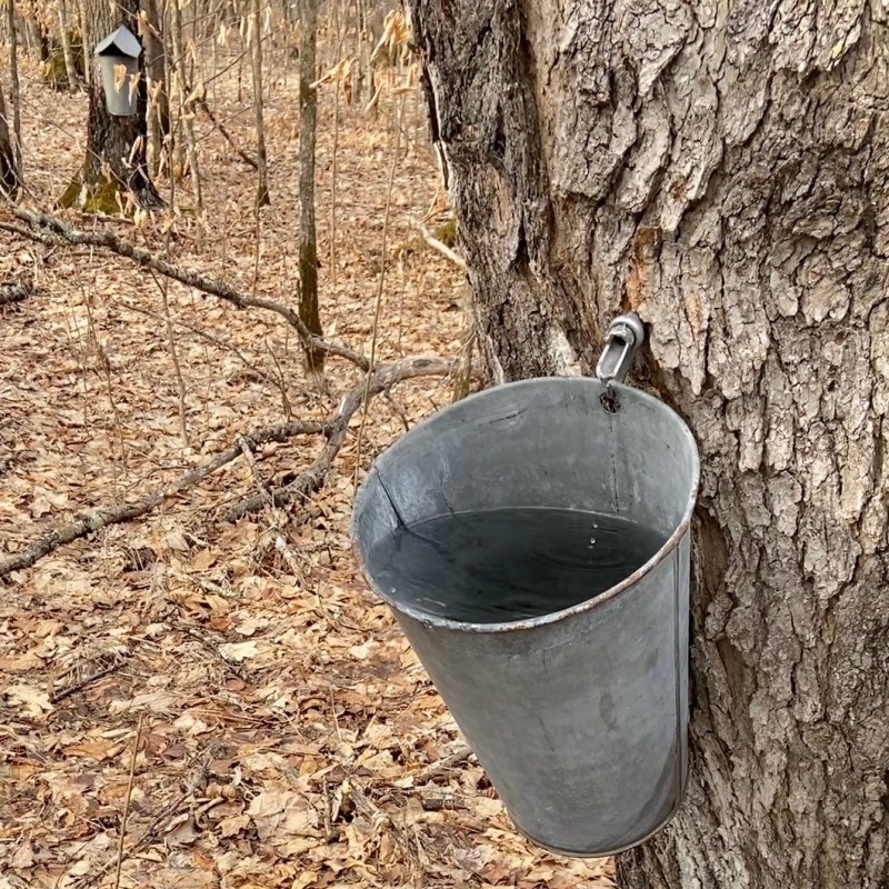 Warming winters bring uncertainty to Indigenous maple traditions