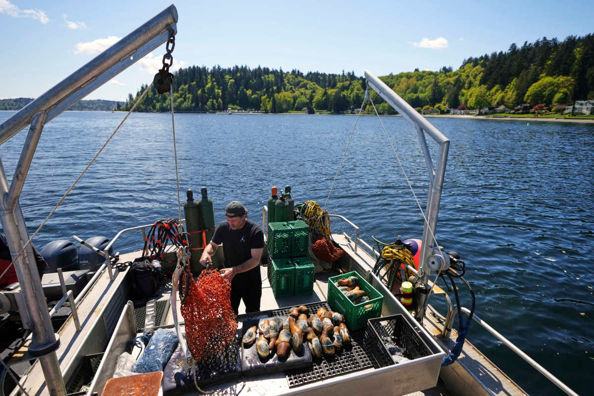 How a Chinese delicacy, Suquamish Tribe got caught in the crossfire of Trump's trade war