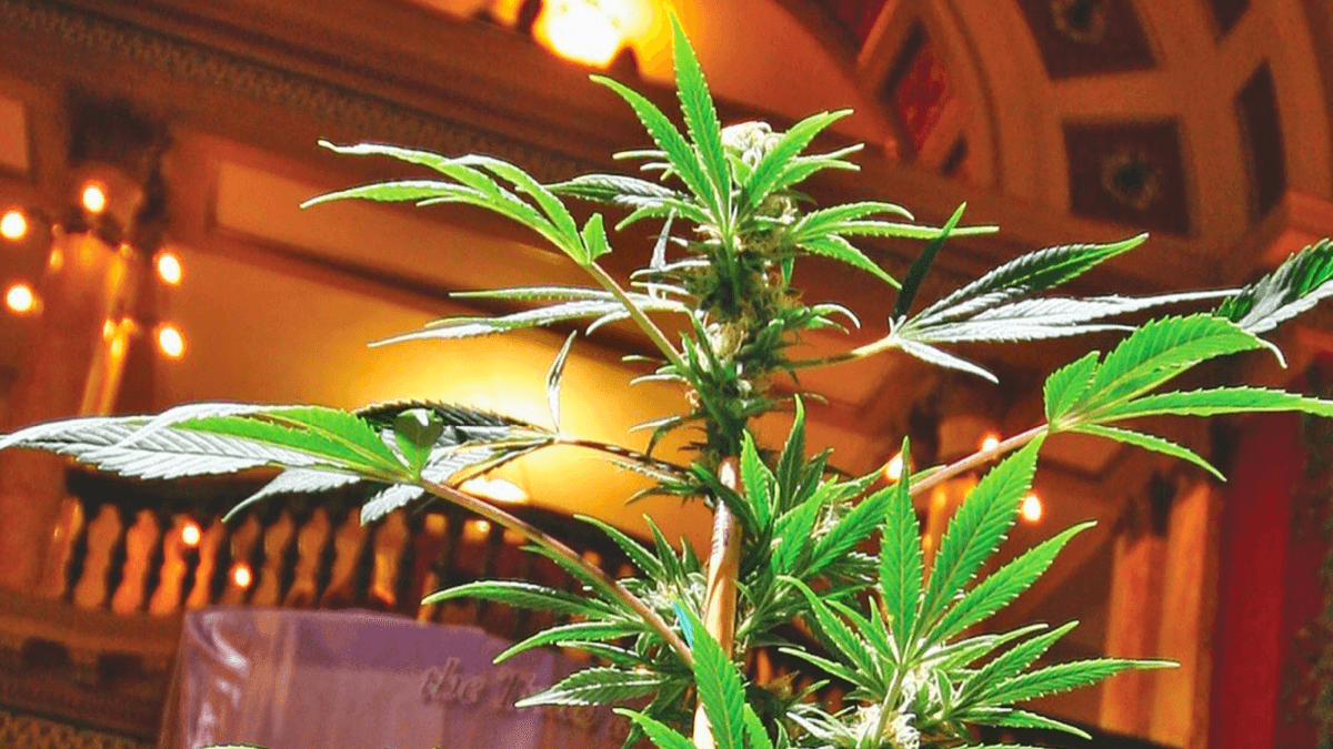 Montana Legislature passes bill to allow tribes to enter into cannabis compacts