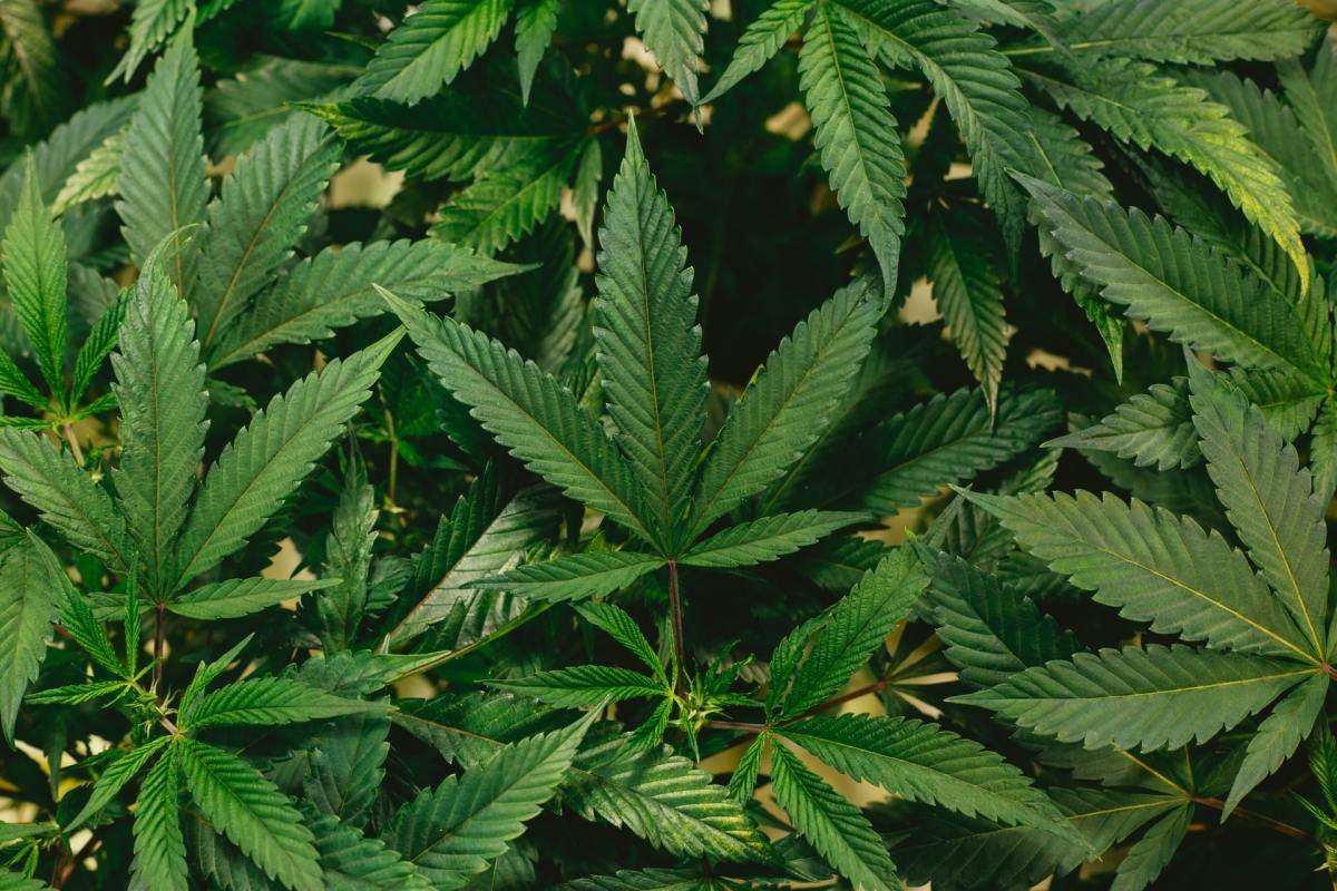 Once viewed as a tourism boon, cannabis lounges' future in Nevada is hazy
