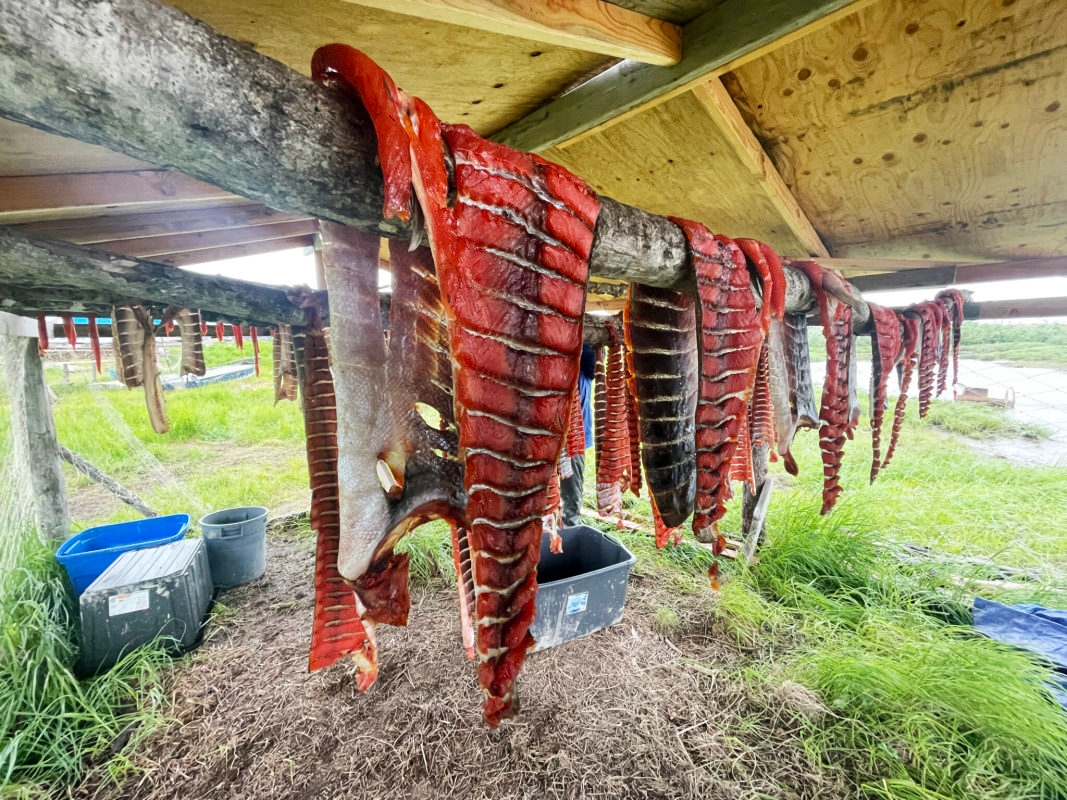 Federal judge upholds Bering Sea trawl fisheries decisions amid salmon crisis