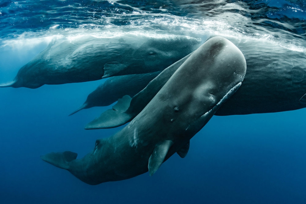 ‘The Americas' Creative Team Didn't Just Capture Some of the Best Sperm Whale Footage Ever, They Made a Landmark Discovery