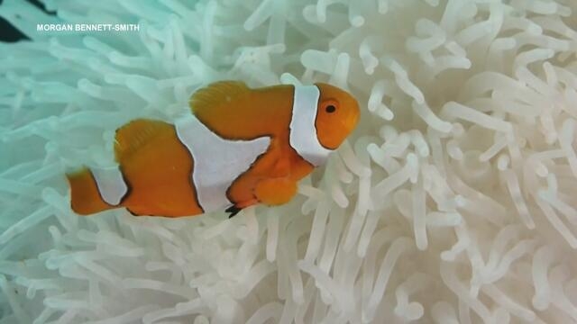 Study on 'Nemos' Finds Rising Ocean Temperatures Causes Clownfish to Shrink