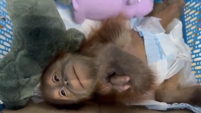 Smuggled Baby Orangutans Found in Plastic Basket