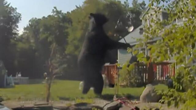 Is This Giant Bear Real?
