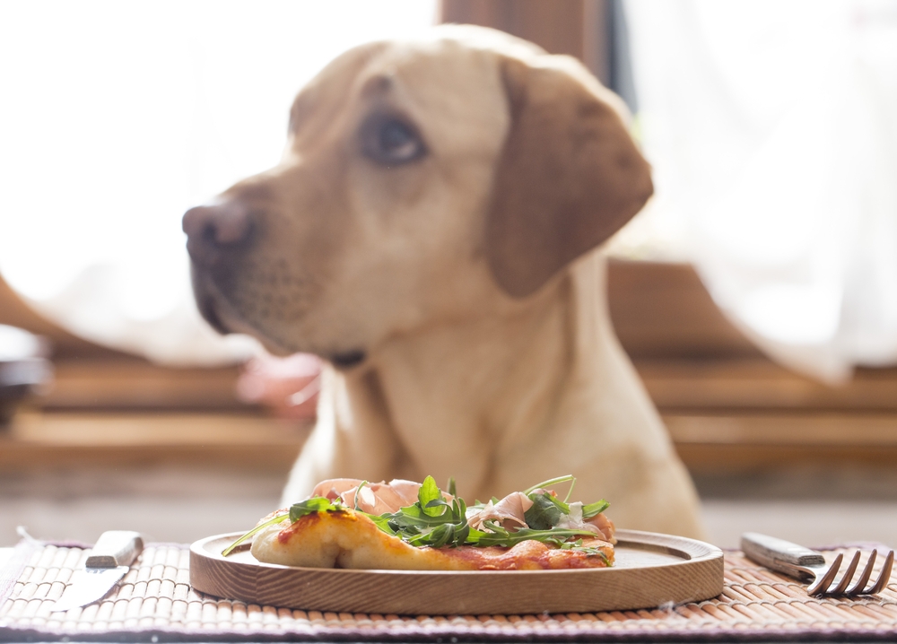 Freshpet, Inc. (FRPT): A Bull Case Theory