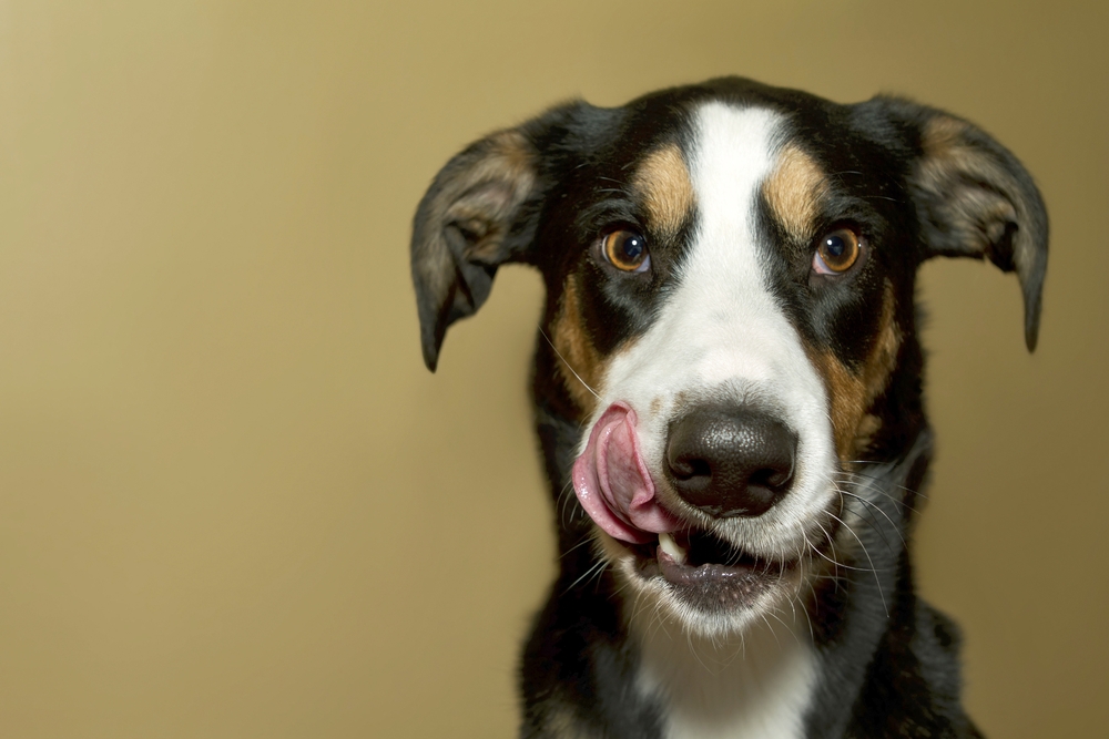 UBS Says Future Estimates for Freshpet, Inc. (FRPT) Are Too High