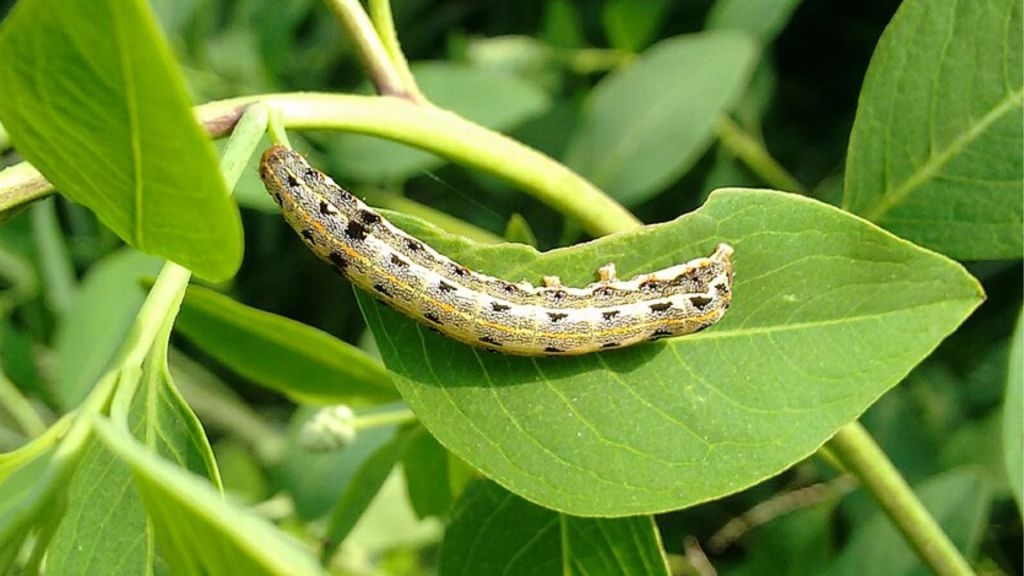 Insects turned into chemical reactors, help make high-tech materials from nanocarbons