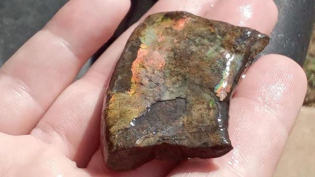 US professor, student discover 300-million-year-old ammonite fossil pre-dating dinosaurs