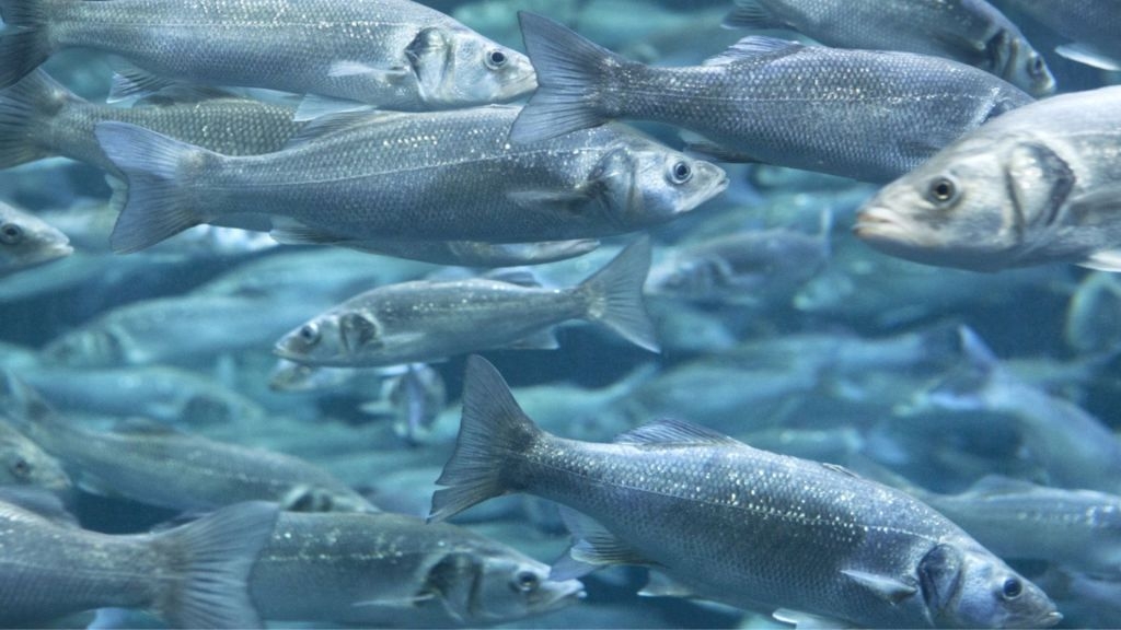 French team plans to hatch fish in space to test future Moon-based aquaculture