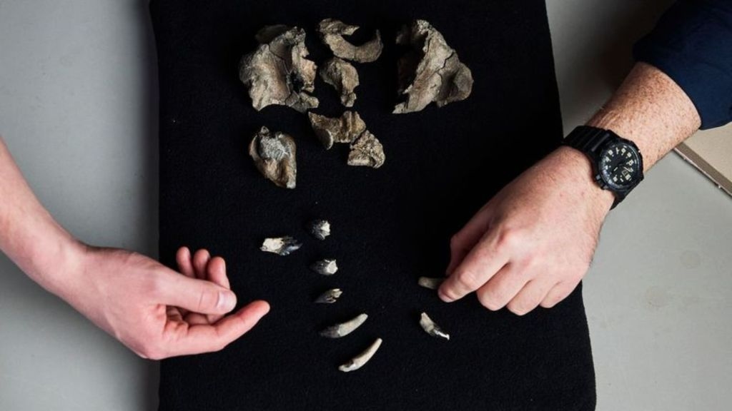 26-million-year-old fossil with sharp teeth reveals fierce origins of modern whales