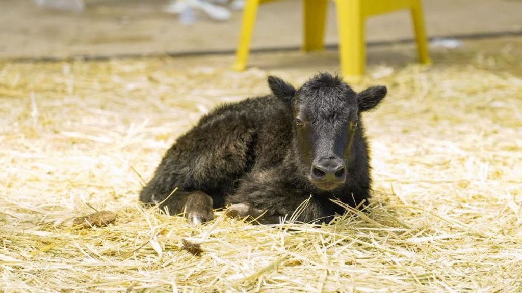Chinese scientists deliver world's first cloned yak via cesarean section in Tibet