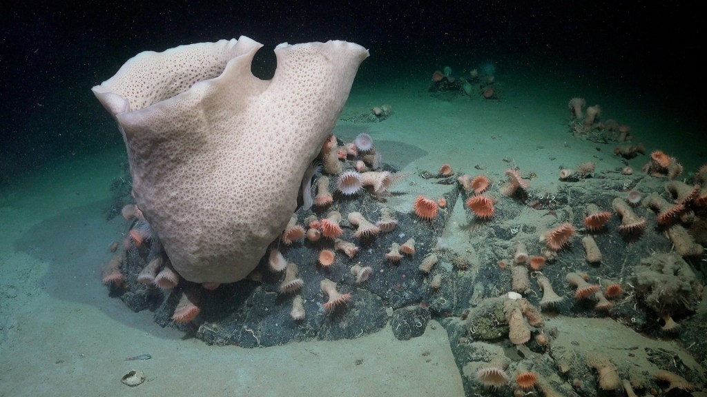 Massive iceberg breakaway exposes undiscovered creatures beneath Antarctic waters