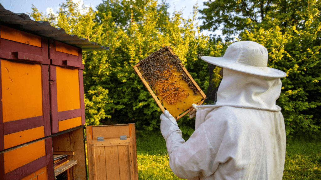 Study finds 65% decline in urban bee population, heat and land use are main culprits