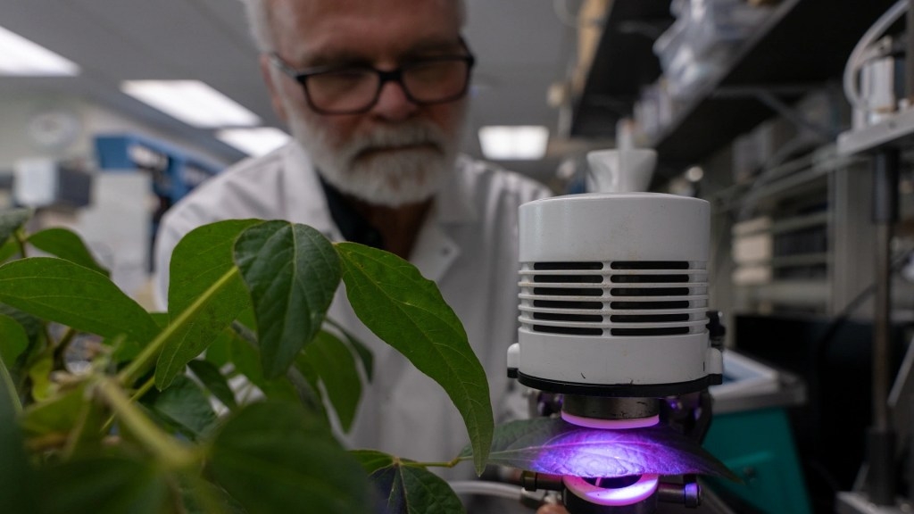 Plants emit insect-repelling chemical that could secretly be poisoning our air