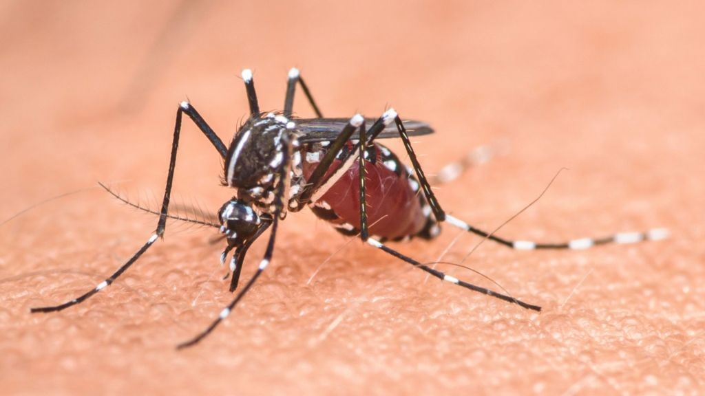 Scientists deploy ‘mosquito STD' to fight malaria in bold biotech breakthrough