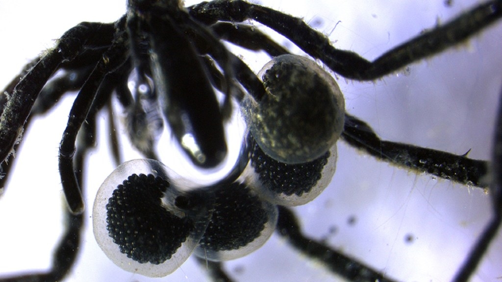 Scientists discover first sea spiders powered by methane-fed microbes in deep Pacific