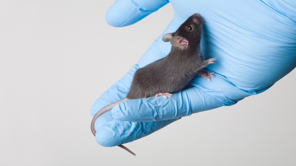 Iron deficiency in mothers silences key sex gene, causes male-to-female reversal in mice