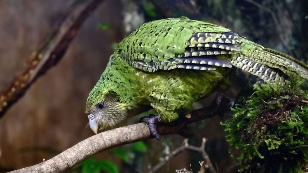 Artificial insemination helps endangered parrots breed again after near extinction