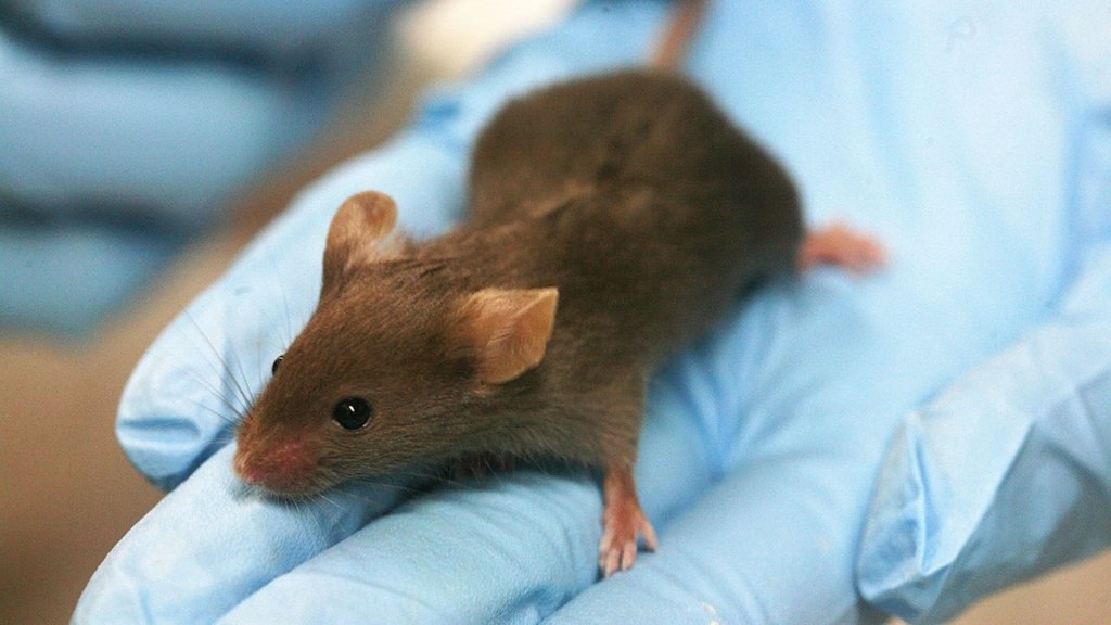 China's scientists use tellurium to restore vision in mice, let monkeys see infrared