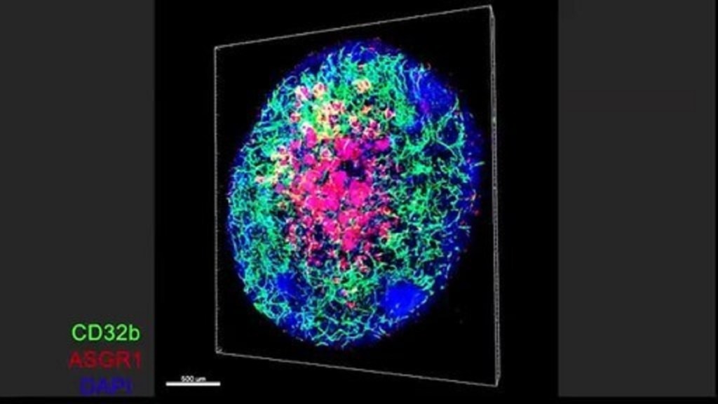 Lab-grown liver grows veins, stops bleeding in mice with engineered clotting proteins