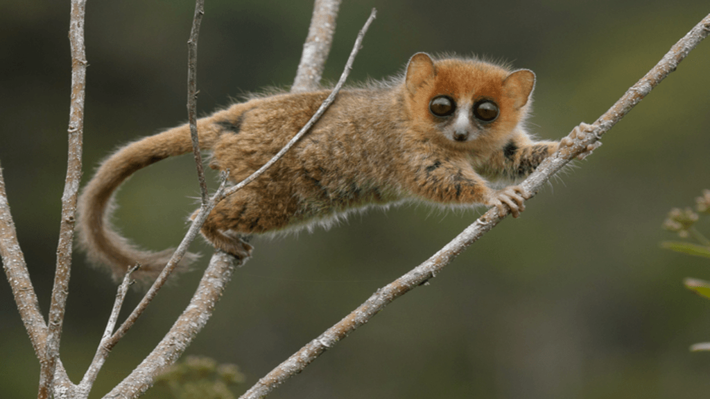 Eight tiny but mighty mammals on Earth that are as cute as a button