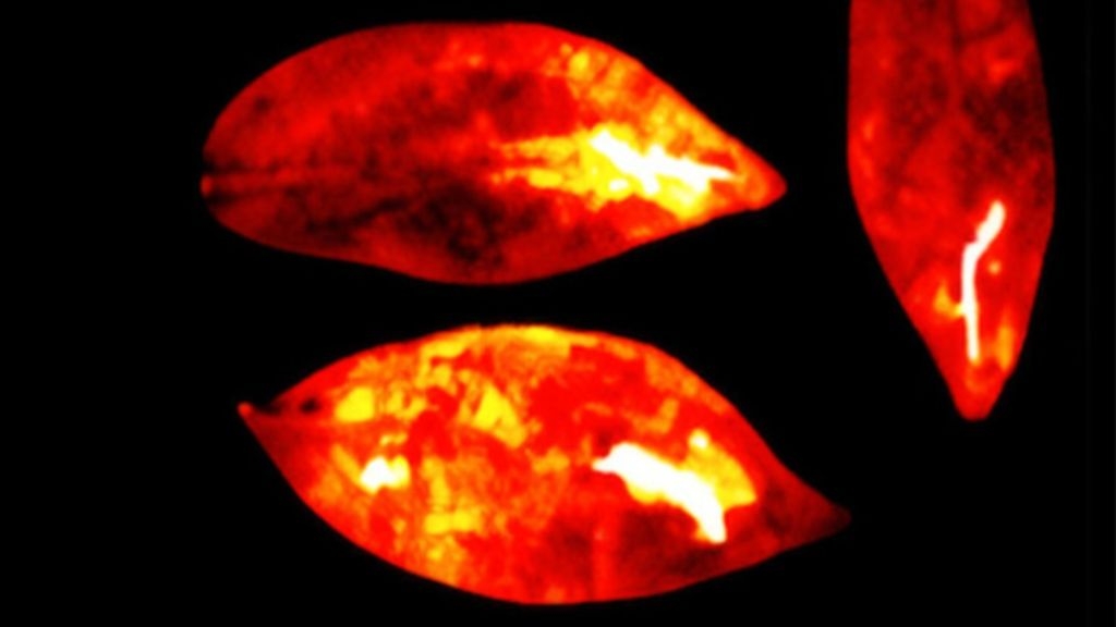 Light of life is real: Scientists prove we emit a glow that fades when we die