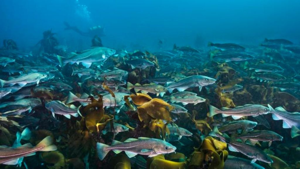 CO2 engineers of deep sea: Cod, eel save environment by storing carbon in ocean