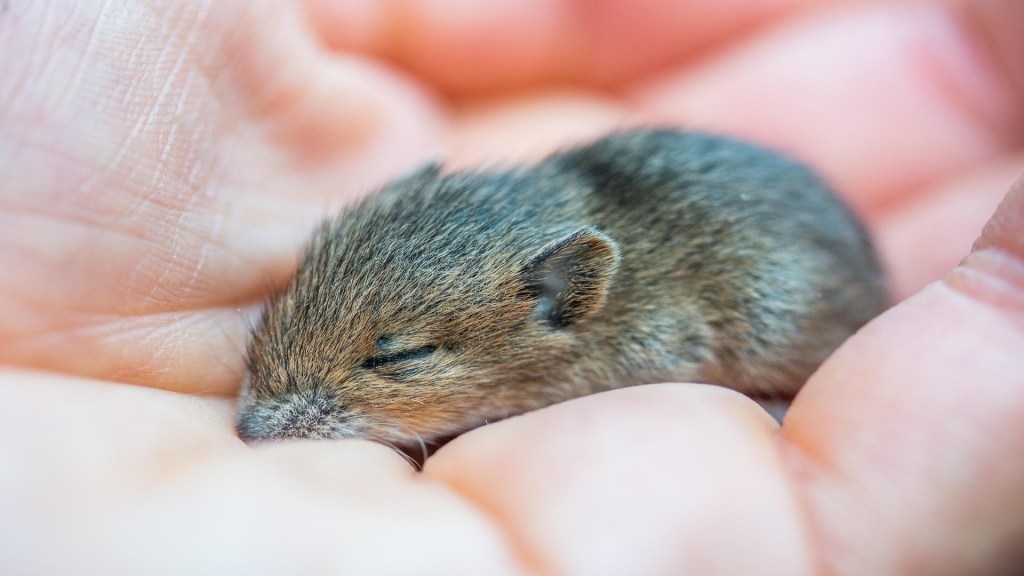 Mouse with 2 dads reaches adulthood, redefining reproduction in a scientific milestone