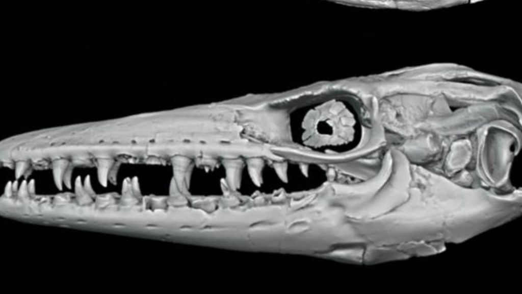 94 million years ago sea monsters got wiped out by boiling oceans, high CO2: Study