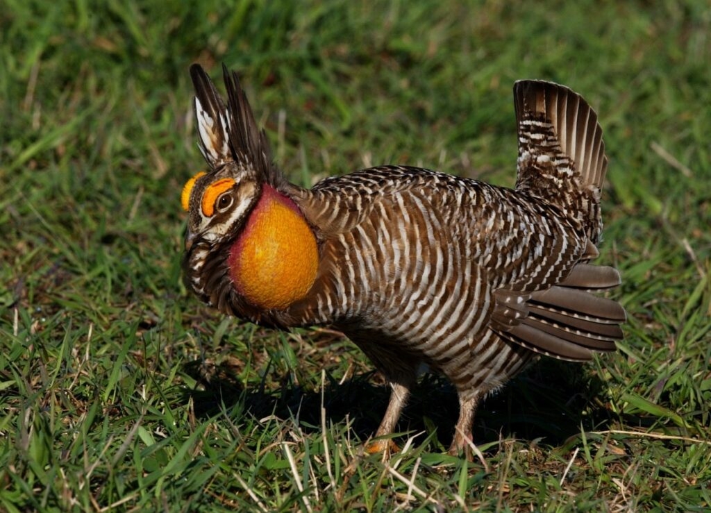 Iowa DNR cancels Prairie Chicken Day due to decline in population