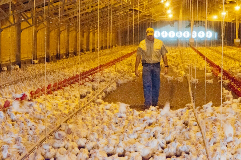 APHIS strengthens biosecurity requirements for bird flu related indemnity payments