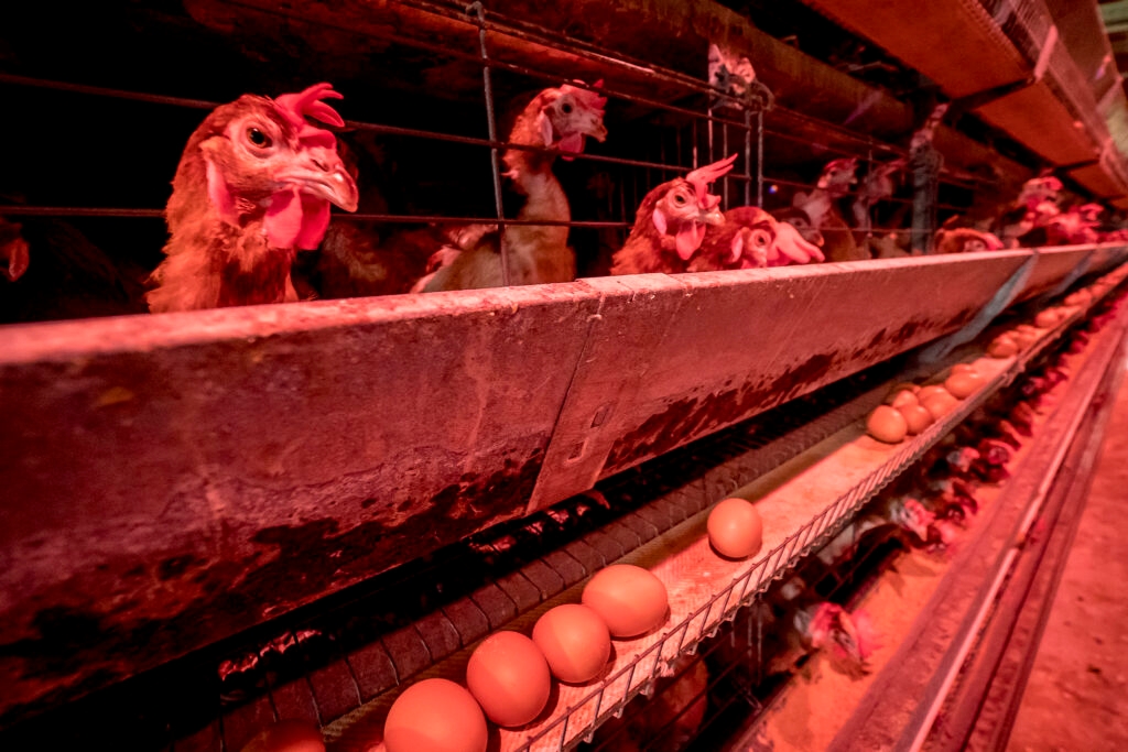 134M poultry and counting: Interactive charts show hardest-hit counties in bird flu crisis