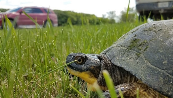 Wild Turtle Week offers education, ideas to protect Iowa's native species