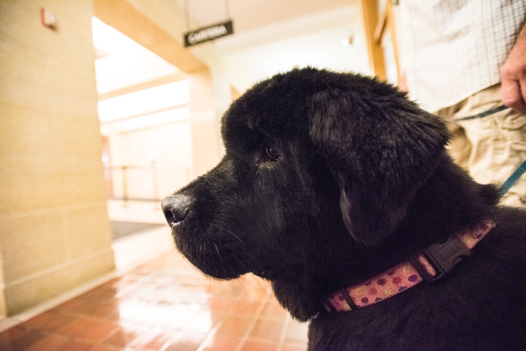IDALS launches animal welfare handbook for local officials