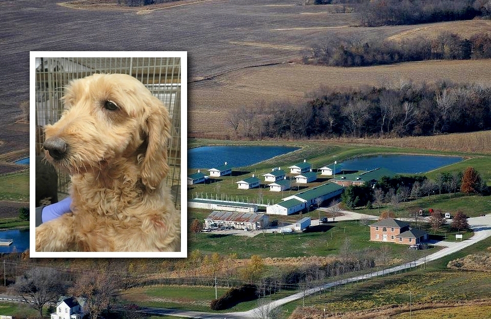 Lawsuit over USDA's puppy-mill licensing in Iowa at a standstill in federal court